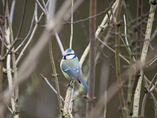 Blaumeise (Cyanistes caeruleu)