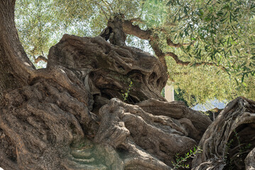 Olive trees in the olive grove of the Greek island. Old olive tree in the park in Greece. Olive grove in the countryside of the island of Zakynthos. Olive tree plantation. 