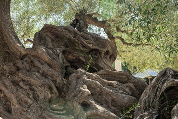 Olive trees in the olive grove of the Greek island. Old olive tree in the park in Greece. Olive...