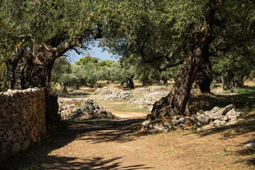 Olive trees in the olive grove of the Greek island. Old olive tree in the park in Greece. Olive...