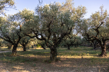 Olive trees in the olive grove of the Greek island. Old olive tree in the park in Greece. Olive...