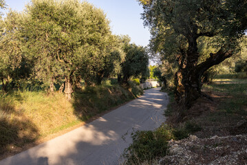 Fototapeta premium Olive trees in the olive grove of the Greek island. Old olive tree in the park in Greece. Olive grove in the countryside of the island of Zakynthos. Olive tree plantation. 