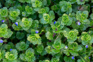Veronica persica. Common field-speedwell, with their blue flowers.