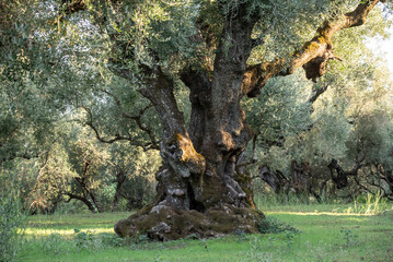 Olive trees in the olive grove of the Greek island. Old olive tree in the park in Greece. Olive...