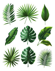 illustrations of palm leaves  - obrazy, fototapety, plakaty