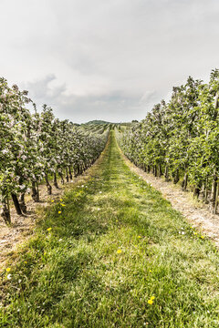 Landscape image of vineyard rows. Salem, Germany