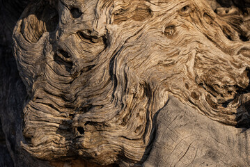 Olive trees in the olive grove of the Greek island. Old olive tree in the park in Greece. Olive grove in the countryside of the island of Zakynthos. Olive tree plantation. 