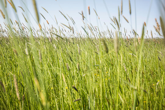 Close-up of wild long grass in a field with blue sky.