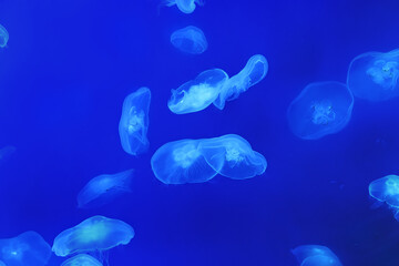 Many round white jellyfish in water on blue background