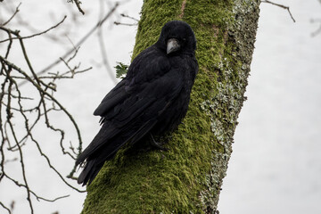 the carrion crow corvus corone a passerine bird of the family corvidae perched on the trunk of a...
