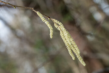 close up of Catkins hoary willow with a blurred background