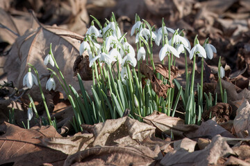 White bell shaped flowers of Snowdrops Galanthus nivalis growing amongst autumn coloured leaves