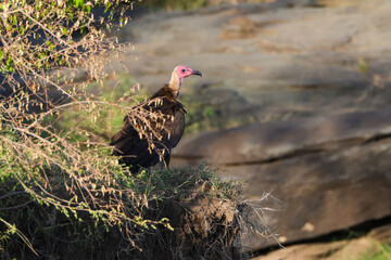 lappet-faced vulture in Maasai Mara NP