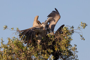 cape vultures on the top of a tree in Maasai Mara NP