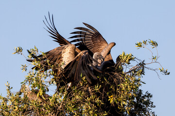 cape vultures on the top of a tree in Maasai Mara NP