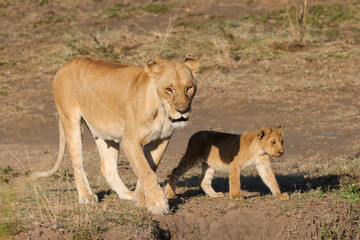 Naklejka na ściany i meble a lioness with cubs in Maasai Mara NP