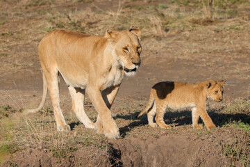 Naklejka na ściany i meble a lioness with cubs in Maasai Mara NP