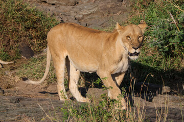 Fototapeta premium a single lioness in the Maasai Mara NP