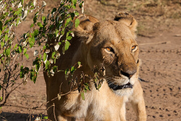 potrait of a lioness in Maasai Mara NP