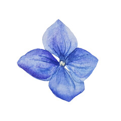 Watercolor blue hydrangea flower isolated clipart hand drawn botanical illustration