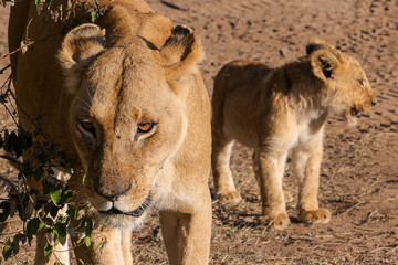 a lioness with cubs in Maasai Mara NP