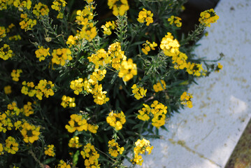 Yellow flowers in garden