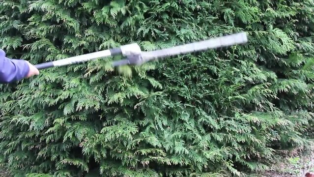 A Man cutting a conifer hedge with a large hedge trimmer 