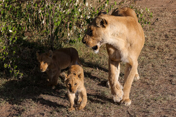 a lioness with cubs in Maasai Mara NP