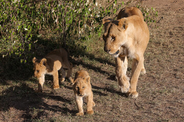 a lioness with cubs in Maasai Mara NP