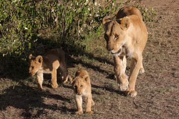 a lioness with cubs in Maasai Mara NP