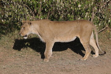 a single lioness in the Maasai Mara NP