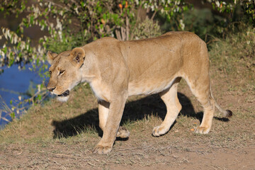 Naklejka na ściany i meble a single lioness in the Maasai Mara NP