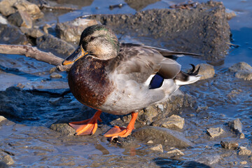 An intersex mallard—a female displaying male characteristics likely due to reduced testosterone...