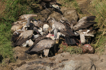 a flock of vultures fight for the flesh of a dead hippo in Maasai Mara NP
