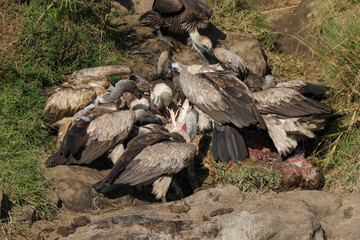 a flock of vultures fight for the flesh of a dead hippo in Maasai Mara NP © Marcel
