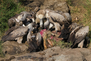 a flock of vultures fight for the flesh of a dead hippo in Maasai Mara NP