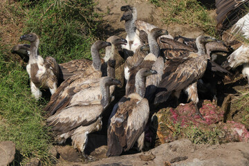 a flock of vultures fight for the flesh of a dead hippo in Maasai Mara NP