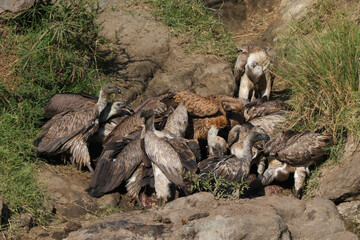 a flock of vultures fight for the flesh of a dead hippo in Maasai Mara NP