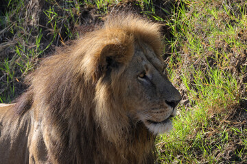 male lion portrait picture taken in Maasai Mara NP