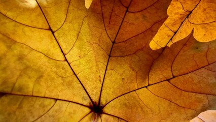 Autumn yellow leaf close-up.