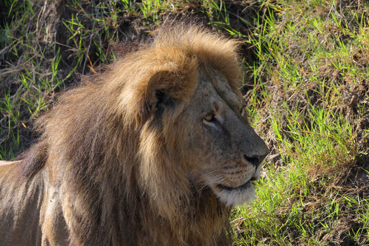 male lion portrait picture taken in Maasai Mara NP