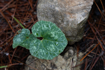 A Wild Cyclamen Leave, Wet with Rain Drops