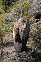 cape vulture in Maasai Mara NP