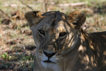portrait picture of a lioness in Maasai Mara NP