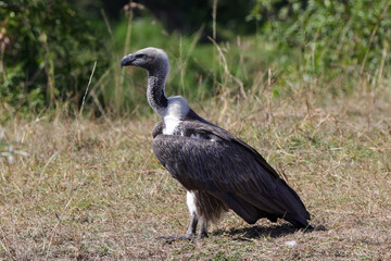 cape vulture in Maasai Mara NP