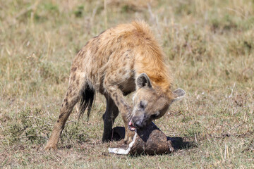 a hyena with a pice of hippo skin 