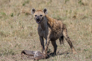 Fototapeta premium a hyena in maasai mara NP