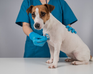 A veterinarian listens to the heartbeat of a Jack Russell Terrier dog.