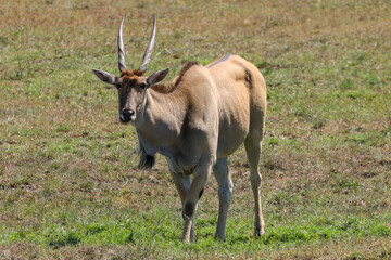 Naklejka na ściany i meble a male kudu antelope in the savannah