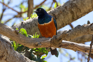 superb starling in Maasai Mara NP